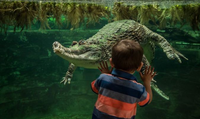 Chester Zoo Family Day Out Guide: What to Know Before You Go